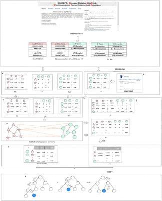 GBDTL2E: Predicting lncRNA-EF Associations Using Diffusion and HeteSim Features Based on a Heterogeneous Network